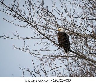 bale eagle sitting on the tree 