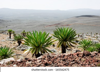 	Bale Mountains National Park, Ethiopia