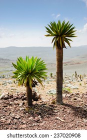 Bale Mountains National Park, Ethiopia