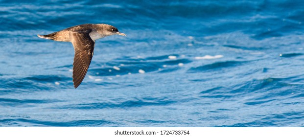 69 Balearic shearwater Images, Stock Photos & Vectors | Shutterstock