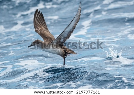 A balearic shearwater (Puffinus mauretanicus) flying over the Mediterranean sea