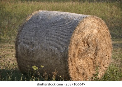 Baled dry hay in a field in Grobnik near the city of Rijeka in Croatia.Straw field with round dry hay bales in front of mountain range. - Powered by Shutterstock