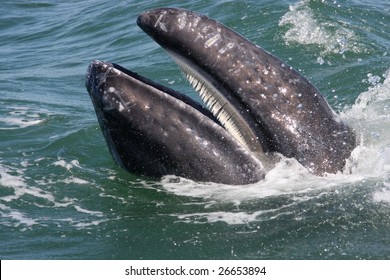 BALEEN of gray whale