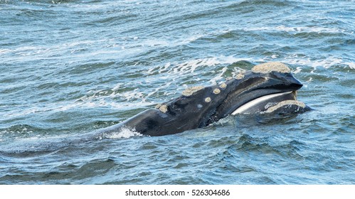 Baleen Whale Surfaces Its Head 