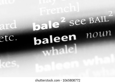 baleen word in a dictionary. baleen concept. - Shutterstock ID 1065808772