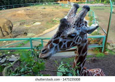 34 Zoo balen Images, Stock Photos & Vectors | Shutterstock