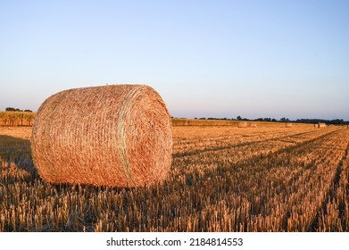 Bales in the field. Hay bales or rolls in agricultural field.	
