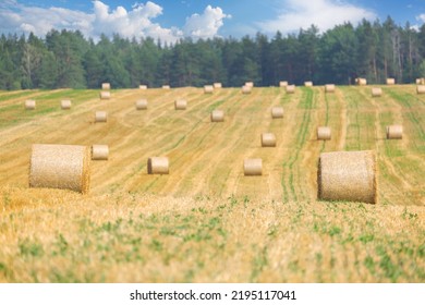 Bales of Hay in a farm field after harvest