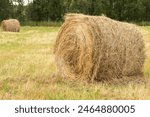 bales of hay in the field in autumn. Mowing grass for feeding animals. Packaging and storage of hay. Harvesting grass for cows for the winter.