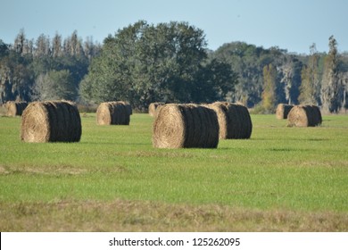 Bales of hay in Lakeland, Florida