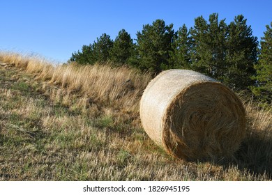 Bales of hay on a beveled field. Tuscany landscape. Italy.