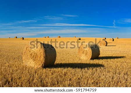 Bales of Straw in Endless Stubble Field during Harvest, Summer Landscape under Blue Sky