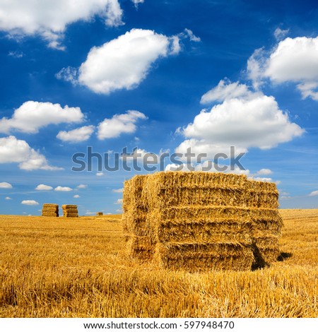 Bales of Straw in Stubble Field during Harvest, Summer Landscape under Blue Sky