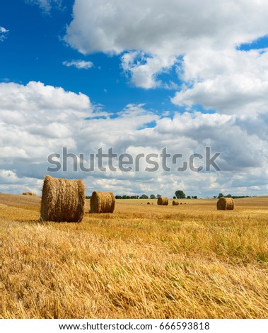 Bales of Straw in Stubble Field during Harvest, Summer Landscape under Blue Sky









