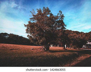 Balete Tree In A Park, Afternoon Sky