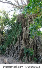 Balete Tree Vines In Baler - Image