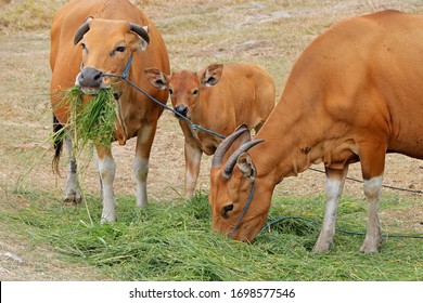 1,119 Bali Cattle Images, Stock Photos & Vectors | Shutterstock