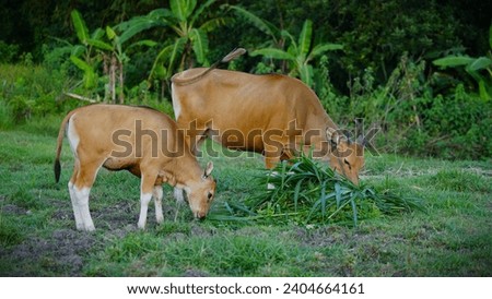 Bali cattle have genetic disorders, for example panjut cattle. Panjut cattle are Balinese cattle whose tail tip is white (normally it is black)