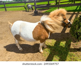 Bali Farm House with a beautiful little pony to eat grass