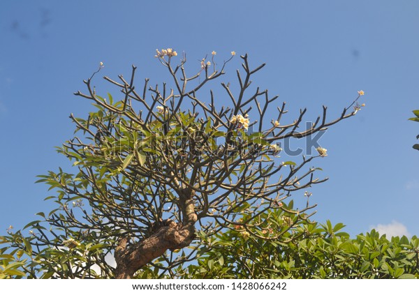 Bali Indonesia May 28 2019 Flowers Stock Photo Edit Now