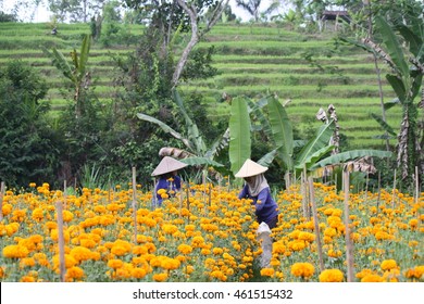 Flower Picker