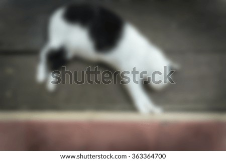 Image, Stock Photo go for a walk Dog 1 Animal