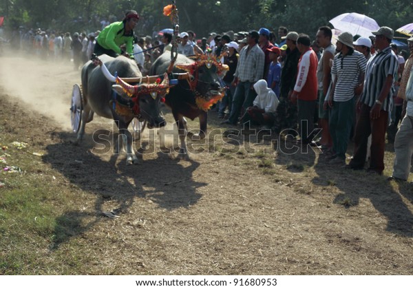 BALI, INDONESIA-JULY 5:Red team lead in makepung\
(buffalo chariot race) in Bali,Indonesia on July 5, 2009. The race\
originated between local farmers after harvesting during their\
spare time.