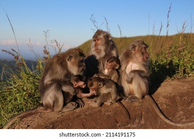 Bali Monkeys, Family, Exploring Nature