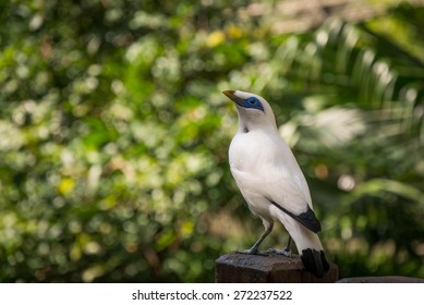 Bali Myna