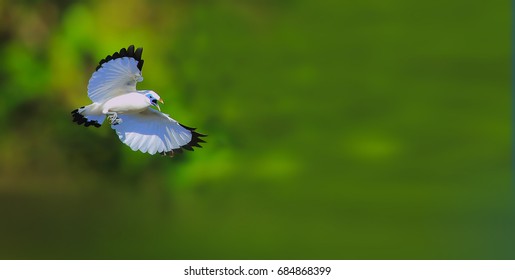 Bali Myna