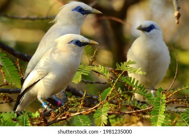 Bali Myna Or Bali Starling Critically Endangered Bird Endemic To Bali Island Due To Wildlife Trafficking Making It Almost Extinct From The Wild, But Conservation Action Managed To Bring It Back