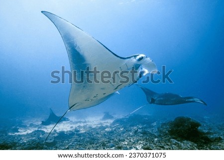 Bali Nusa Penida - diving with huge manta rays
