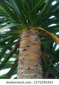 Bali Pandanus Tree, Ornamental Plant