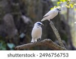 Bali Starling: an endemic animal of Indonesia