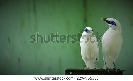 The Bali Starling  (Jalak Bali or Curik Bali). This endemic bird to Bali is almost extinct due to poaching.