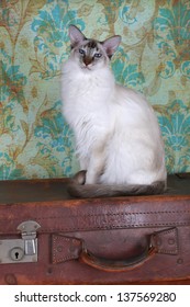 Balinese Cat