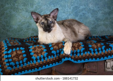 Balinese Cat