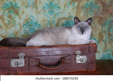 Balinese Cat