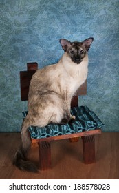 Balinese Cat