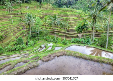 Balinese rice terraces landscape, Indonesia. High dynamic range photography.