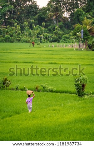 Balinese Woman Walking Through Rice Field. In the cultural heart of the island of Bali, Ubud, a woman with a basket on her head meanders through the gloriously green rice terraces.