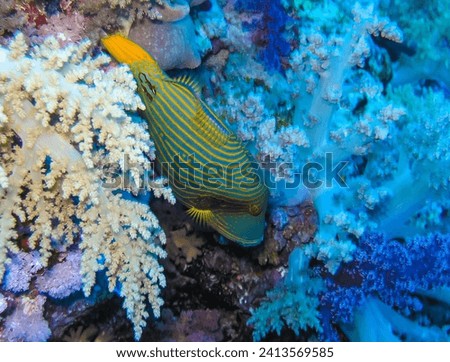 Balistapus undulatus - Coral fish among soft and calcareous corals on a rock underwater, Egypt Red Sea