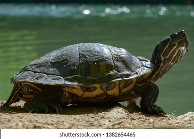 97 Balkan Pond Turtle Royalty-Free Images, Stock Photos & Pictures ...