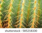 ball cactus shape