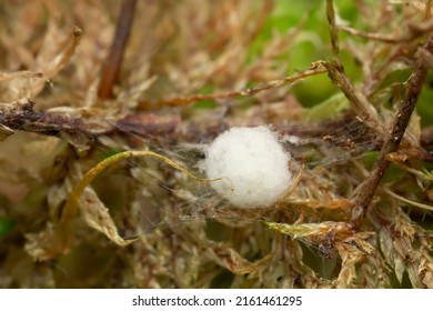 Ball With Cocoon Of Braconid Wasps, Microgastrinae