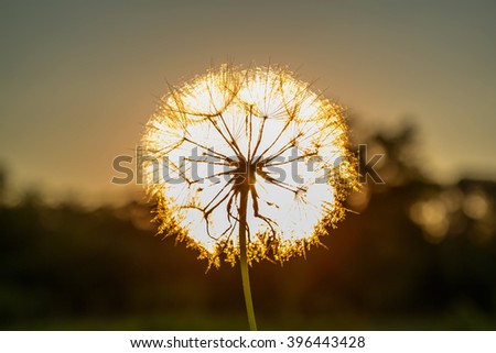 Similar – Foto Bild Blumen auf hellgelbem Hintergrund