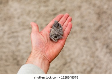 A Ball Of Dust In A Human Hand