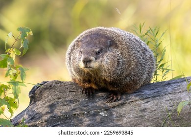 Ball of Fluff known as Woodchuck (Marmota monax).   A pensive groundhog takes a moment to ponder on its tree trunk. Large rodents and marmots often sit to think. Captured in controlled conditions
