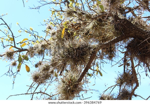 Ball moss bromeliads (Tillandsia recurvata) in a\
live oak in central Texas