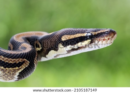 Ball phyton snake closeup head, Ball phyton snake closeup skin, Ball phyton snake closeup